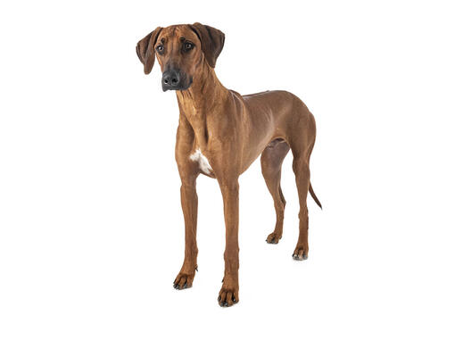 Radiation ridgeback hot sale